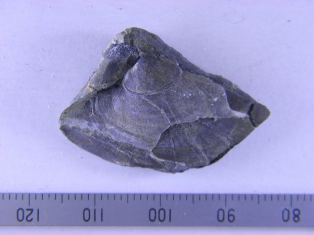  写真を拡大してみる