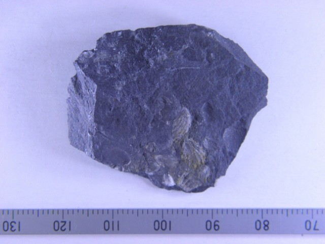  写真を拡大してみる