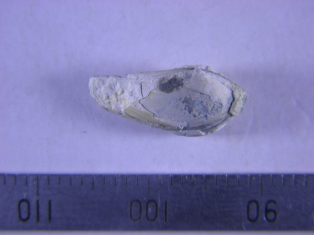 Portlandia sp.｜いわきデジタルミュージアム