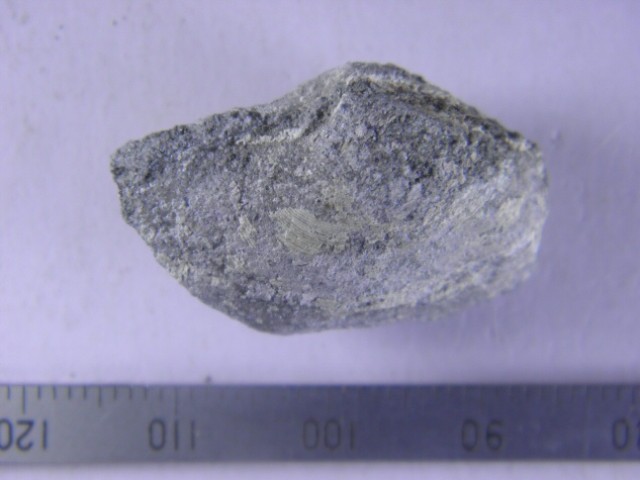 Portlandia ? sp.｜いわきデジタルミュージアム