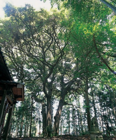  写真を拡大してみる