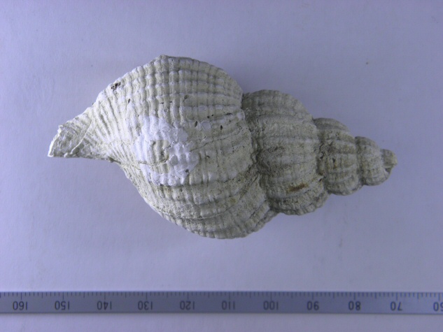 Fusitriton oregonensis (Redfield)｜いわきデジタルミュージアム