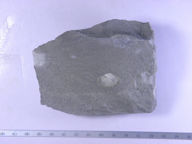 Portlandia ? sp.｜いわきデジタルミュージアム