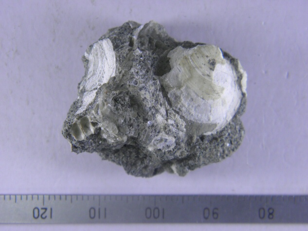 Cyclina ? sp.｜いわきデジタルミュージアム