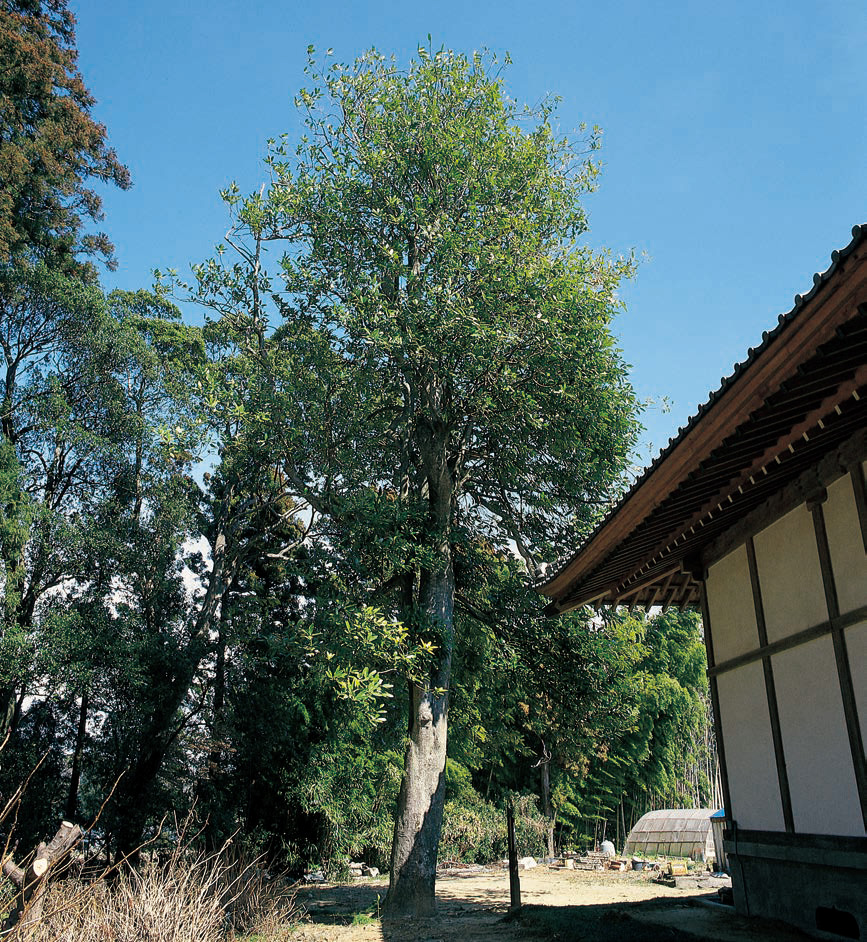 長宗寺のタラヨウ｜いわきデジタルミュージアム