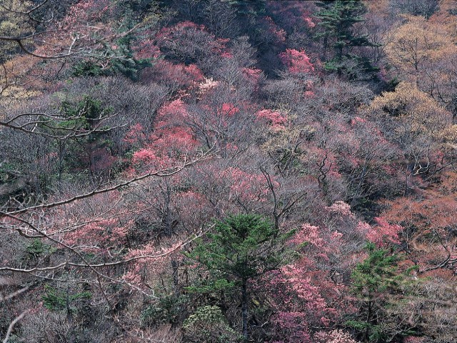  写真を拡大してみる